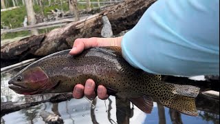 Catching rainbow and cutthroat trout in a flooded forest [upl. by Yim60]