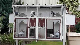 Mon premier pigeonnier  Mes pigeons sous la pluie [upl. by Enneirb267]