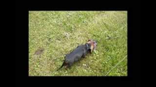 Training blood tracking dachshunds a fresh deer liver drag for a young puppy [upl. by Marsh625]