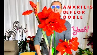 🙆😍FLORECIÓ NUESTRO AMARILIS DE FLOR DOBLE😍 SUS CUIDADOS👏🏻👏🏻👏🏻👏🏻👏🏻👏🏻👏🏻 [upl. by Mayberry]