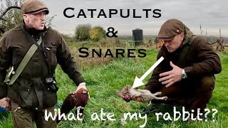 Catapult Pheasant Roost and Rabbit Snaring slingshot [upl. by Harrell754]