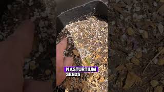 Never buy nasturtium seeds again nasturtium homegardening growyourownfood gardentips shorts [upl. by Eiboj]