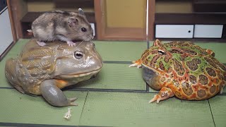 Hamsters are the perfect treat for African bullfrogs and Pacman frogs【WARNING LIVE FEEDING】 [upl. by Dougherty]