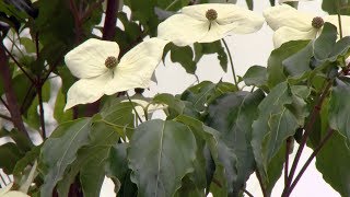 El cornus kousa  Decogarden [upl. by Nyhagen]