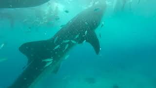 Oslob Whale Shark Dive amp Badian Trail Canyoneering Cebu PI [upl. by Nhguavad]