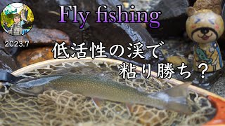 【Fly fishing】20237低活性で出会えた渓魚ブルックトラウト [upl. by Sybyl957]