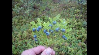 Naturveiledningstips med Besøkssenter nasjonalpark Nordland Episode 4 quotSkattejaktquot [upl. by Leanora367]