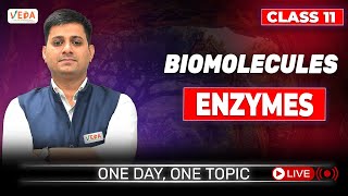 Enzymes  Biomolecules  class 11  Biology  One Day One Topic [upl. by Ahsilaf]