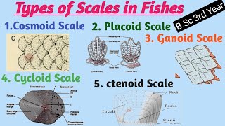 Types of Scales in Fishes  BSc 3rd Year  Zoology [upl. by Sanfo10]