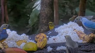 Ten Tropical Bird Species Dine On Breakfast Buffet In Panama – Feb 8 2024 [upl. by Navets212]