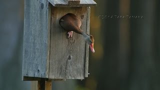 11 Blackbellied Whistling Duck babies  teamwork you wont believe  4K [upl. by Nylimaj]