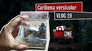 Vlog 19 Caribena versicolor care and rehousing [upl. by Atiuqam975]