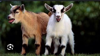 SAANEN GOAT ALPINE GAOTNUBIAN GOAT LAMANCHA GOAT VIDEO [upl. by Namlas]