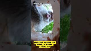 monyet itu mencuri kelapa sambil memakanya filmpendek monyetlucu [upl. by Enrika916]