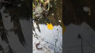 Différence entre une grenouille et un crapaud Découverte dans mon bassin [upl. by Germana]