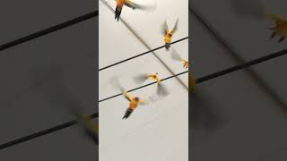 Yellow Birds Parrots fortnite birds parrot nature shorts viral [upl. by Bail579]