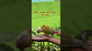 Budgie birds Birds sings Budgie eating shorts short bugdielife birds bird yt funny memes [upl. by Anilave]