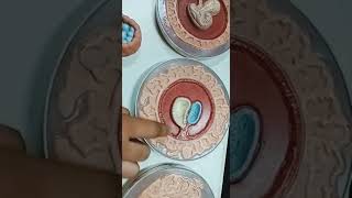 General Embryology Model  1st Year MBBS [upl. by Hazem]