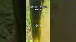 Jual Lumut Umpan Terbaik lumutbusa lumutsuper lumutsawah lukutbusa lukut lukutsawah umpan [upl. by Almallah722]