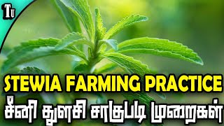 STEVIA FARMING  சீனி துளசி சாகுபடி முறைகள் [upl. by Nudnarb]