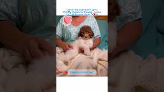 Sweet Puppy Cuddle with Tummy Rubs She is So Devote💞🐶 viral dog shorts miniaussiedoodle pet [upl. by Buckels329]