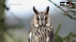 An Introduction to the Longeared Owl Asio otus by Wild Owl [upl. by Heinrik]