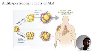 Low concentrations of αlipoic acid reduce palmitic acidinduced alterations in murine [upl. by Canotas]