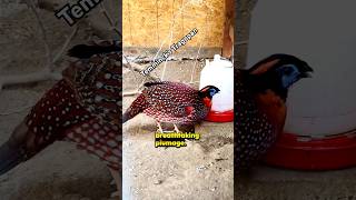 A Little Something About The Temmincks Tragopan birdtrend temminckstragopan ytshort exoticbirds [upl. by Caines]