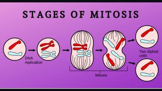 Cell Division  Mitosis Class 10  Karyokinesis and Cytokinesis  Sir Tarun Rupani [upl. by Arraeis573]