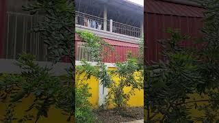 longan fruit is small  Longgan Fruit Tree At Home  longan fruit shorts shortvideo viralvideo [upl. by Willi]