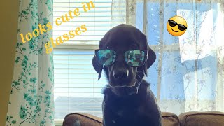 Dogs wearing glasses [upl. by Asilenna]