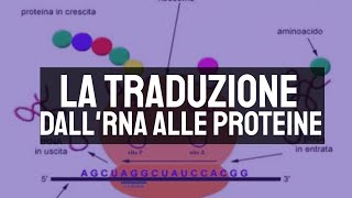 La traduzione dallRNA alle proteine 🧬 [upl. by Patrizius942]