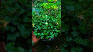 Pennywort  hydrocotyle verticillata propagation  ytshortsindia [upl. by Wong]