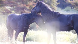 Battling Stallions amp New Foals  Wild Horses of Alberta [upl. by Revilo]