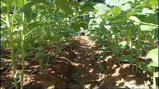 Cultivar de Abelmoschus esculentus en el campo experimental PJHB 1405 [upl. by Lehman]