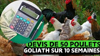 DEVIS DE 50 POULETS GOLIATH SUR 10 SEMAINES [upl. by Amiel]