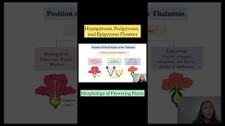 Hypogynous Perigynous and Epigynous Flowers  Morphology of Flowering Plants  NEET  CBSE  AIIMS [upl. by Notxap]