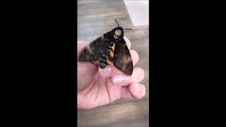 Death Head Hawk Moth  Squeaking Sounds [upl. by Llednahs]