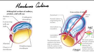 Mesodermo cardíaco y formación del tubo cardíaco [upl. by Bikales]