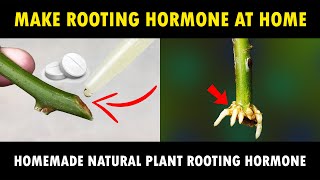 How To Make Rooting Hormone At Home  6 Easy Ways To Make Organic Rooting Hormone [upl. by Retsof958]