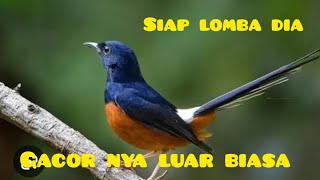 burung murai ku siap lomba [upl. by Zeeba]