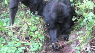 Gorillas Fight Back Against Loathsome Poachers [upl. by Hedy]