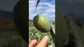 Satisfying Fruit Biting Compilation fruits fruitsfarm satisfying short [upl. by Htenaj]