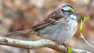 White throated Sparrow [upl. by Ecneret]