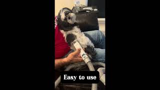 oneisall dog vacuum Easy Pet Grooming httpstemutoku0qe6rhr8jh httpsamznto3YYeYeM [upl. by Asiled278]