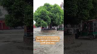 Bacula is a very beautiful tree বকুল ফুলের অসাধারণ একটি সুন্দর গাছ। [upl. by Ayatnwahs124]