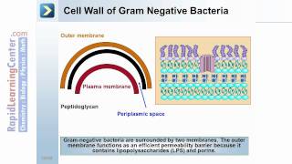 Rapid Learning Prokaryotes and Protists  What are Prokaryotes [upl. by Mord]