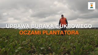 Uprawa buraka cukrowego oczami plantatora  Rozmowa z Panem Kamilem Kaczmarkiem [upl. by Oisangi]