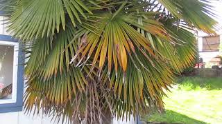 How the Perfect Trachycarpus fortunei Palm should look [upl. by Etienne]