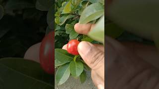 Sweet Barbados cherry in my garden cherryfruit harvesting shorts [upl. by Cloe]